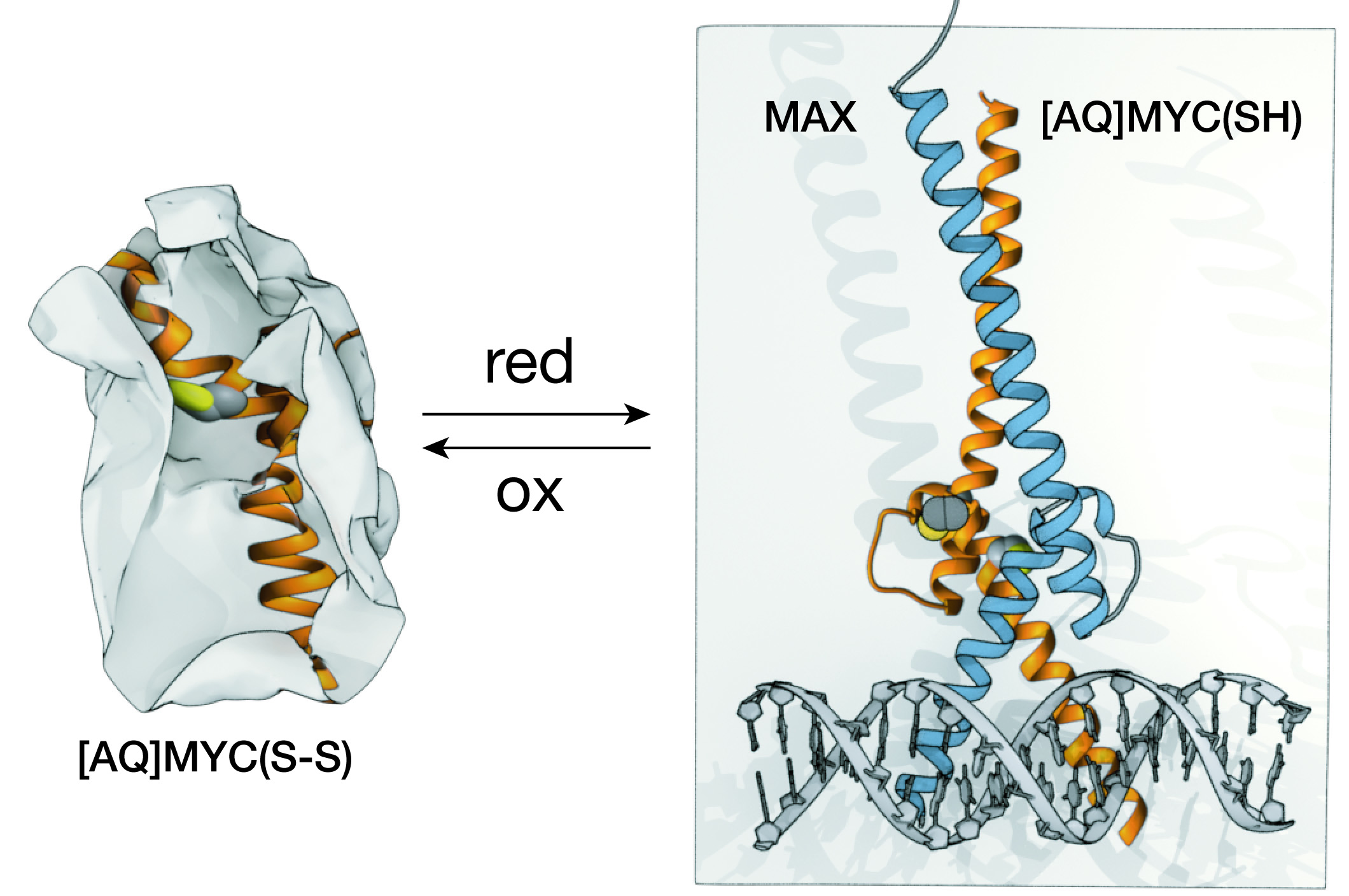 A chemical approach for the synthesis of the DNA-binding domain of the oncoprotein MYC