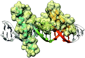 A designed DNA binding motif that recognizes extended sites and spans two adjacent major grooves