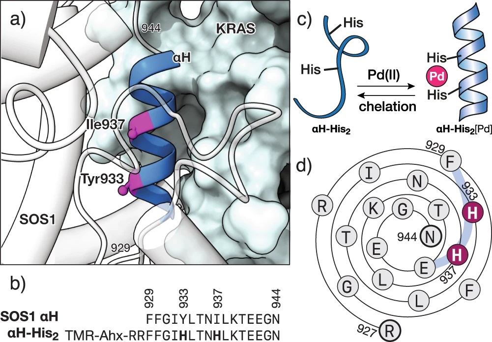 Controlling oncogenic KRAS signaling pathways with a Palladium-responsive peptide