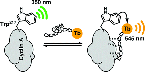 Cyclin A Probes by Means of Intermolecular Sensitization of Terbium-Chelating Peptides