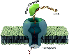 DNA-binding miniproteins based on zinc fingers. Assessment of the interaction using nanopores 