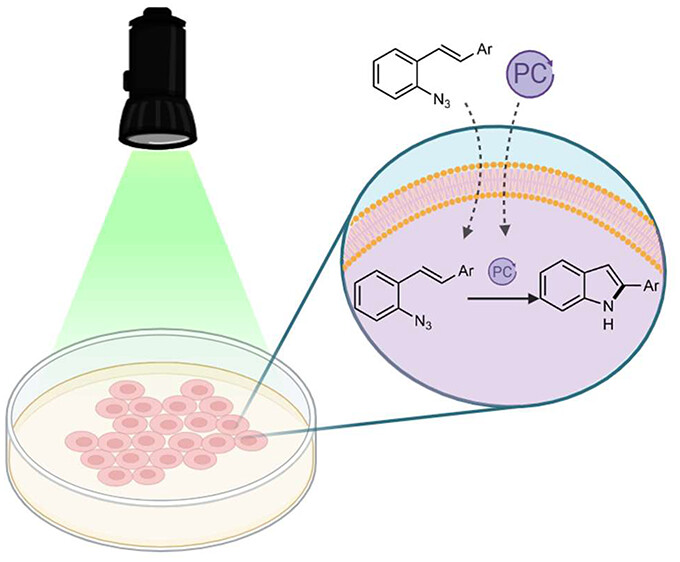 Intracellular Synthesis of Indoles Enabled by Visible-Light Photocatalysis
