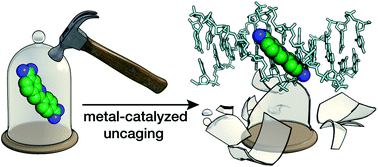 Metal-catalyzed uncaging of DNA-binding agents in living cells