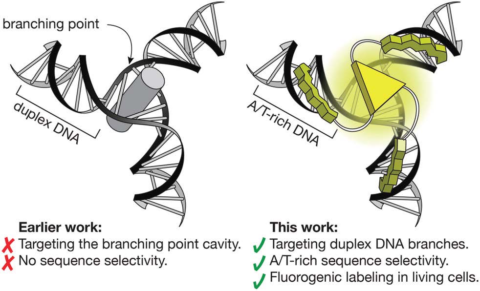 Selective recognition of A/T-rich DNA 3-way junctions with a three-fold symmetric tripeptide