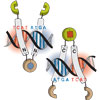 Stimuli-responsive selection of target DNA sequences by synthetic bZIP peptides