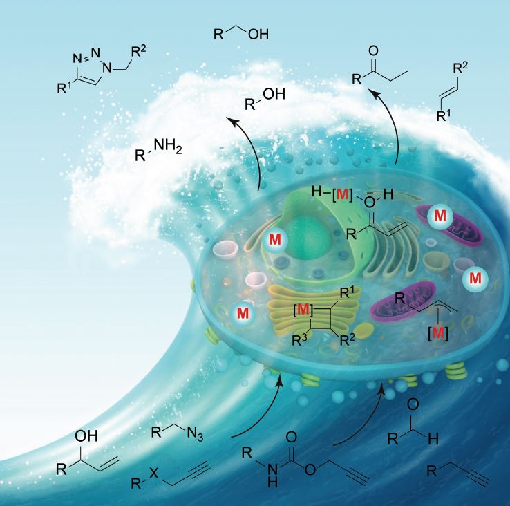 Transition Metal‐promoted Reactions in Aqueous Media and Biological Settings
